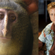 Image for article titled So this new species of monkey looks exactly like Alan Tudyk
